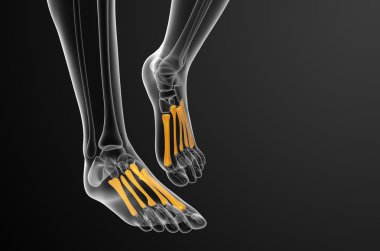 3D render Medikal illüstrasyon metatarsal kemik