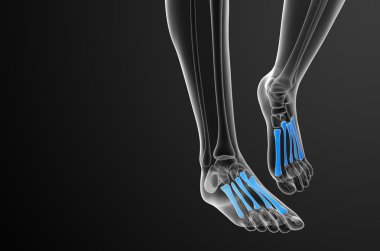 3D render Medikal illüstrasyon metatarsal kemik