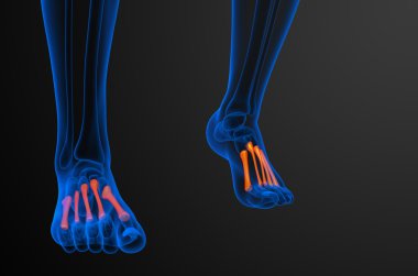 3D render Medikal illüstrasyon metatarsal kemik