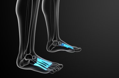 3D render Medikal illüstrasyon metatarsal kemik