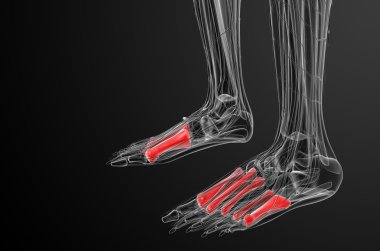3D render Medikal illüstrasyon metatarsal kemik