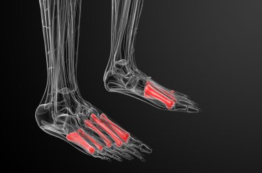 3D render Medikal illüstrasyon metatarsal kemik
