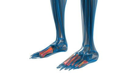3D render Medikal illüstrasyon metatarsal kemik