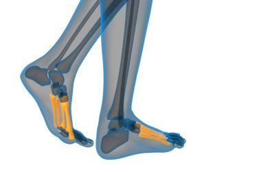 3D render Medikal illüstrasyon metatarsal kemik