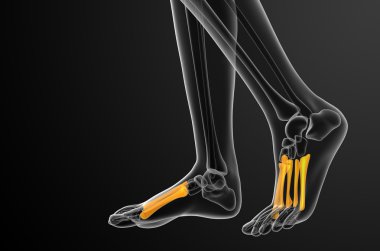 3D render Medikal illüstrasyon metatarsal kemik