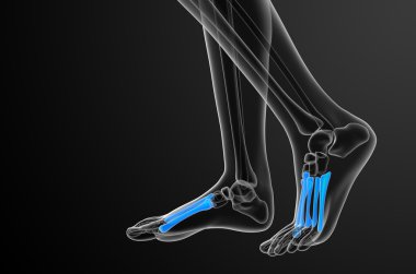 3D render Medikal illüstrasyon metatarsal kemik