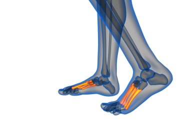 3D render Medikal illüstrasyon metatarsal kemik