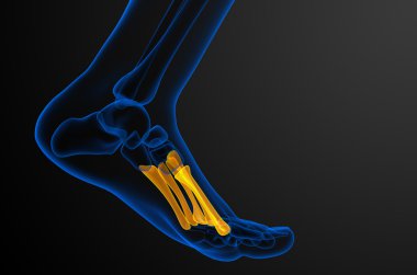 3D render Medikal illüstrasyon metatarsal kemik