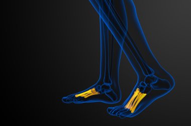 3D render Medikal illüstrasyon metatarsal kemik