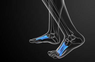 3D render Medikal illüstrasyon metatarsal kemik