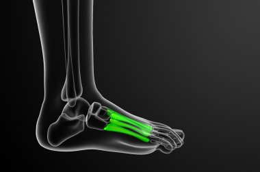 3D render Medikal illüstrasyon metatarsal kemik