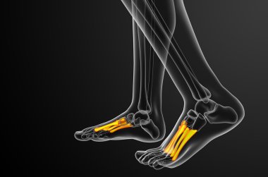 3D render Medikal illüstrasyon metatarsal kemik