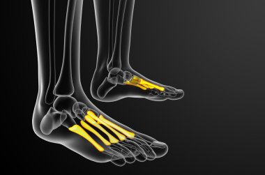 3D render Medikal illüstrasyon metatarsal kemik