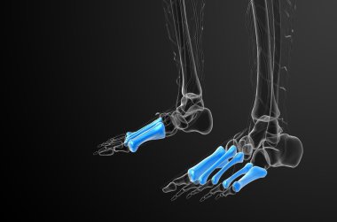 3D render Medikal illüstrasyon metatarsal kemik