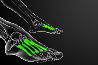 3D render Medikal illüstrasyon metatarsal kemik