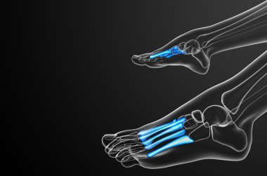 3D render Medikal illüstrasyon metatarsal kemik