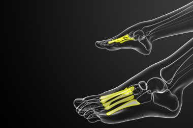 3D render Medikal illüstrasyon metatarsal kemik