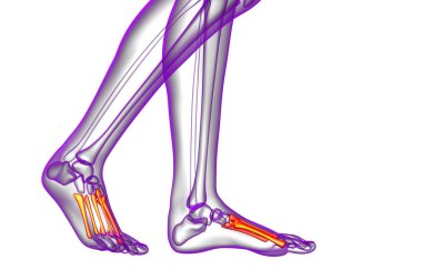 3D render Medikal illüstrasyon metatarsal kemik