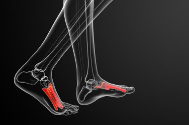 3D render Medikal illüstrasyon metatarsal kemik