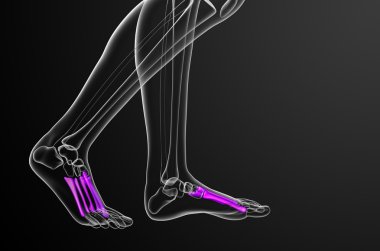 3D render Medikal illüstrasyon metatarsal kemik