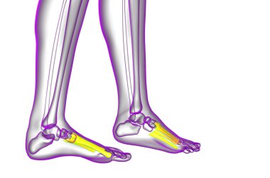 3D render Medikal illüstrasyon metatarsal kemik