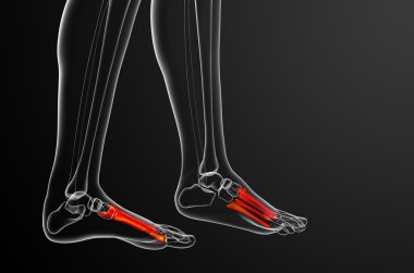 3D render Medikal illüstrasyon metatarsal kemik