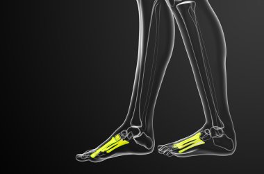 3D render Medikal illüstrasyon metatarsal kemik