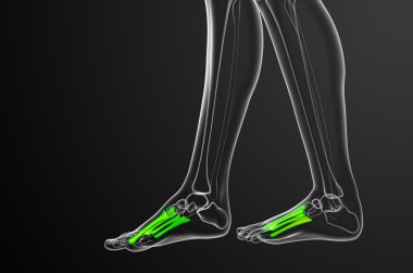 3D render Medikal illüstrasyon metatarsal kemik