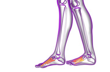 3D render Medikal illüstrasyon metatarsal kemik