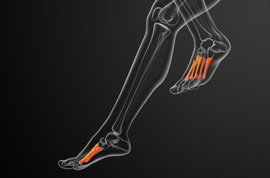 3D render Medikal illüstrasyon metatarsal kemik
