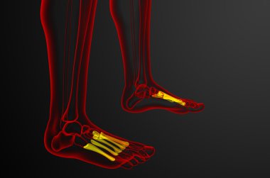 3D render Medikal illüstrasyon metatarsal kemik