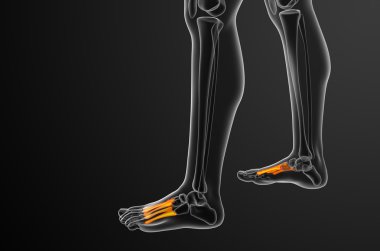 3D render Medikal illüstrasyon metatarsal kemik