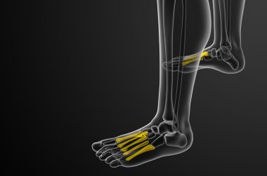 3D render Medikal illüstrasyon metatarsal kemik