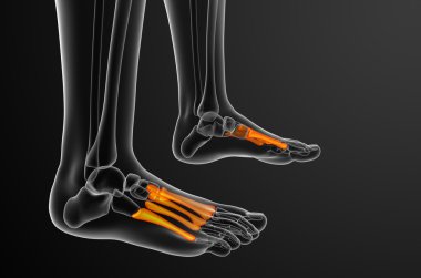3D render Medikal illüstrasyon metatarsal kemik