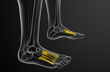 3D render Medikal illüstrasyon metatarsal kemik