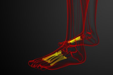 3D render Medikal illüstrasyon metatarsal kemik