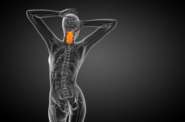 Servikal omurganın 3D render Medikal illüstrasyon