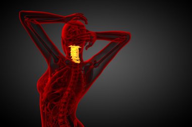 Servikal omurganın 3D render Medikal illüstrasyon