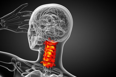 Servikal omurganın 3D render Medikal illüstrasyon