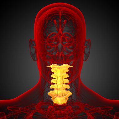 Servikal omurganın 3D render Medikal illüstrasyon