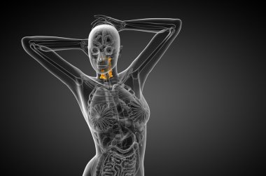 Servikal omurganın 3D render Medikal illüstrasyon