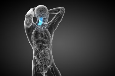 Servikal omurganın 3D render Medikal illüstrasyon