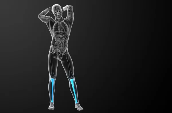 Illustration médicale du tibia en 3D — Photo