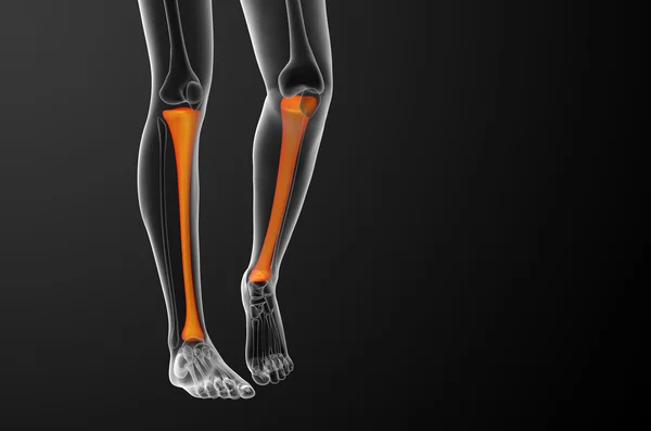 3D render Medikal illüstrasyon tibia kemik — Stok fotoğraf
