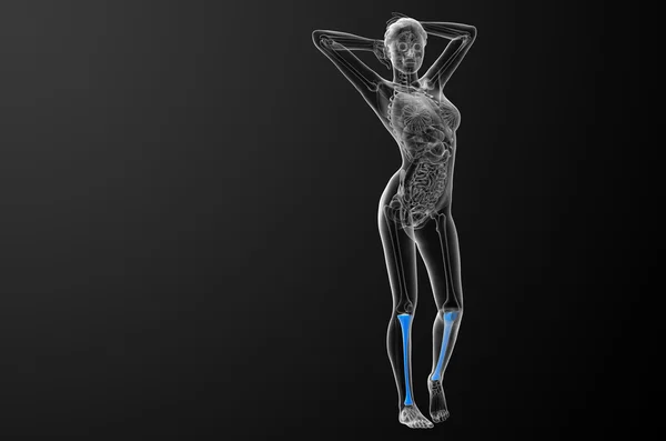 Illustration médicale du tibia en 3D — Photo