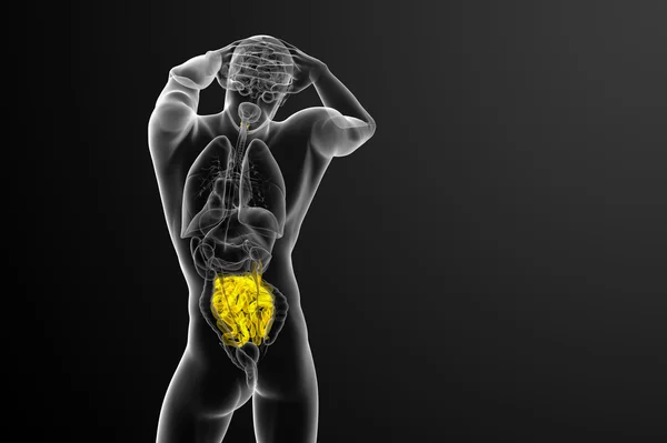 3d illustrazione resa dell'intestino tenue — Foto Stock