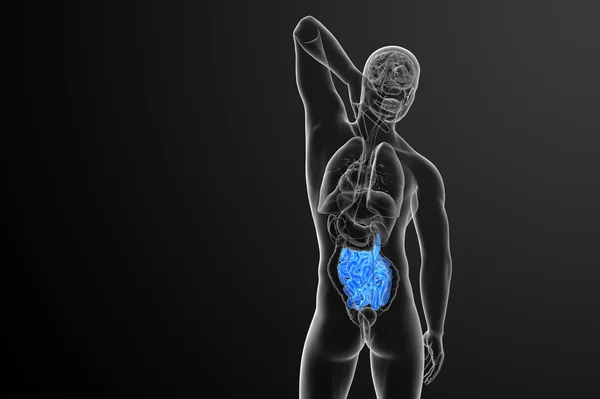 3d illustrazione resa dell'intestino tenue — Foto Stock