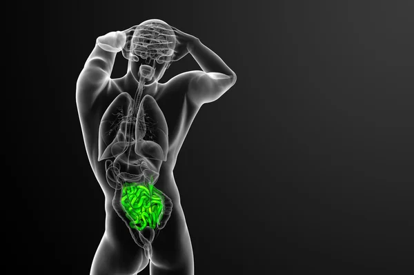 3d illustrazione resa dell'intestino tenue — Foto Stock