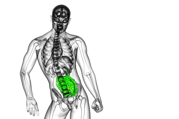 3d ilustración renderizada del intestino delgado — Foto de Stock