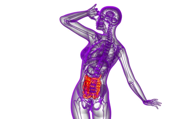 3d illustrazione resa dell'intestino tenue — Foto Stock